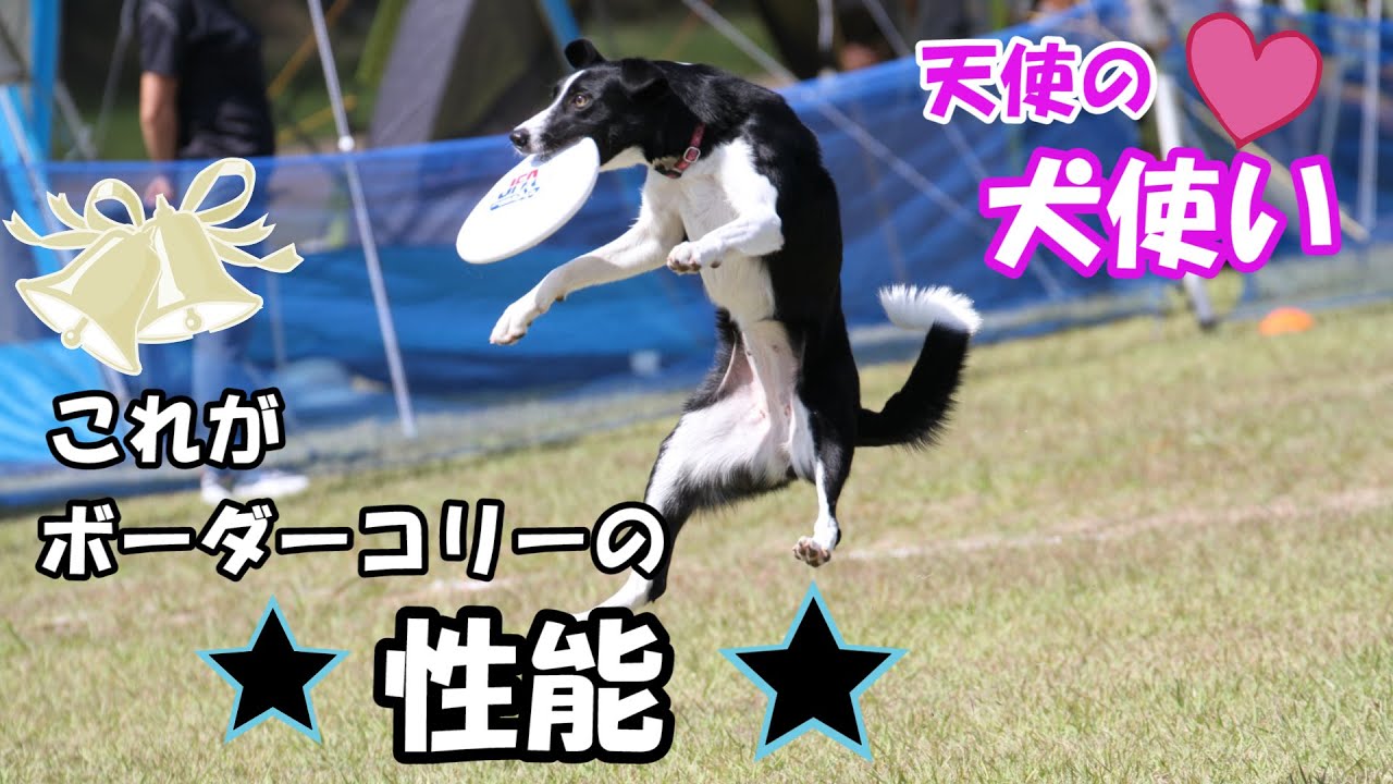 【k9ディスク】可愛いけど凄い少女が現れた　　　　　　　　　　　　　ボーダーコリー　BORDERCOLLIE　フリスビードック　フリスビー　フリスビー大会　ボーダーコリー性能　ボーダーコリー身体能力