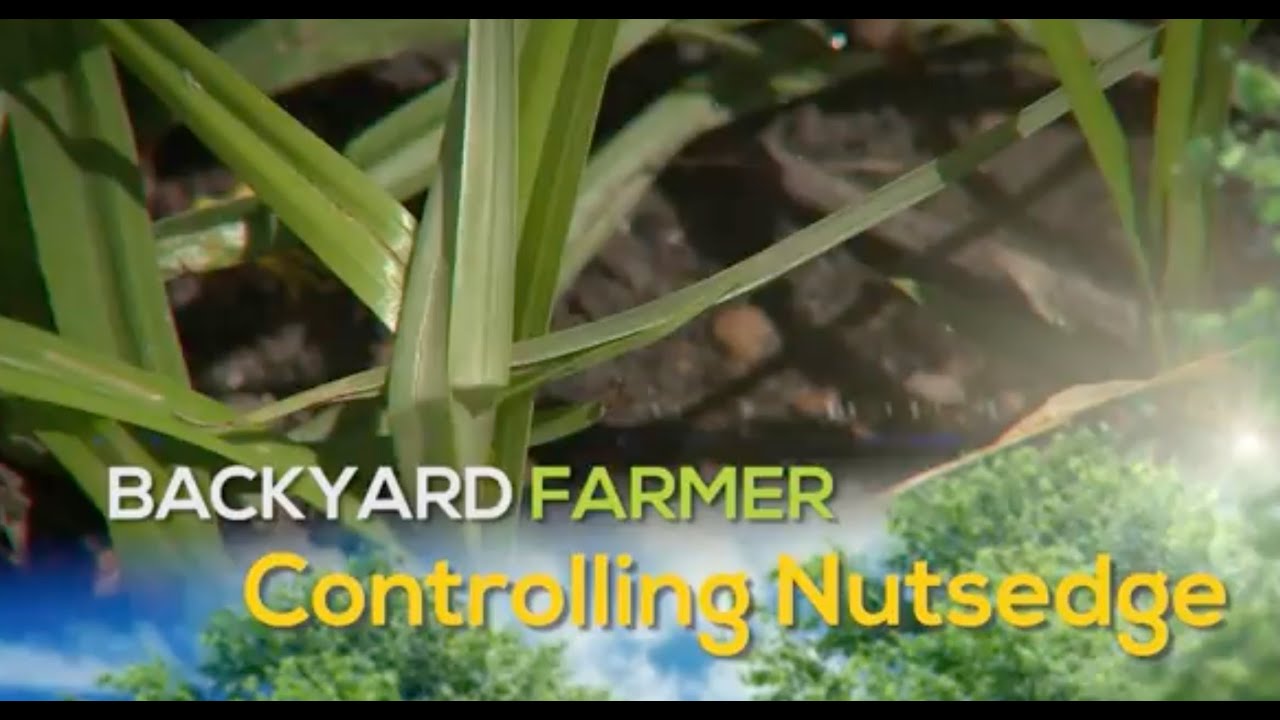 Controlling Nutsedge
