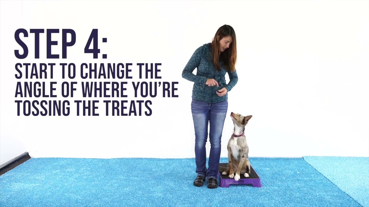 Teach your dog to HEEL using Cato Boards! (part 1)
