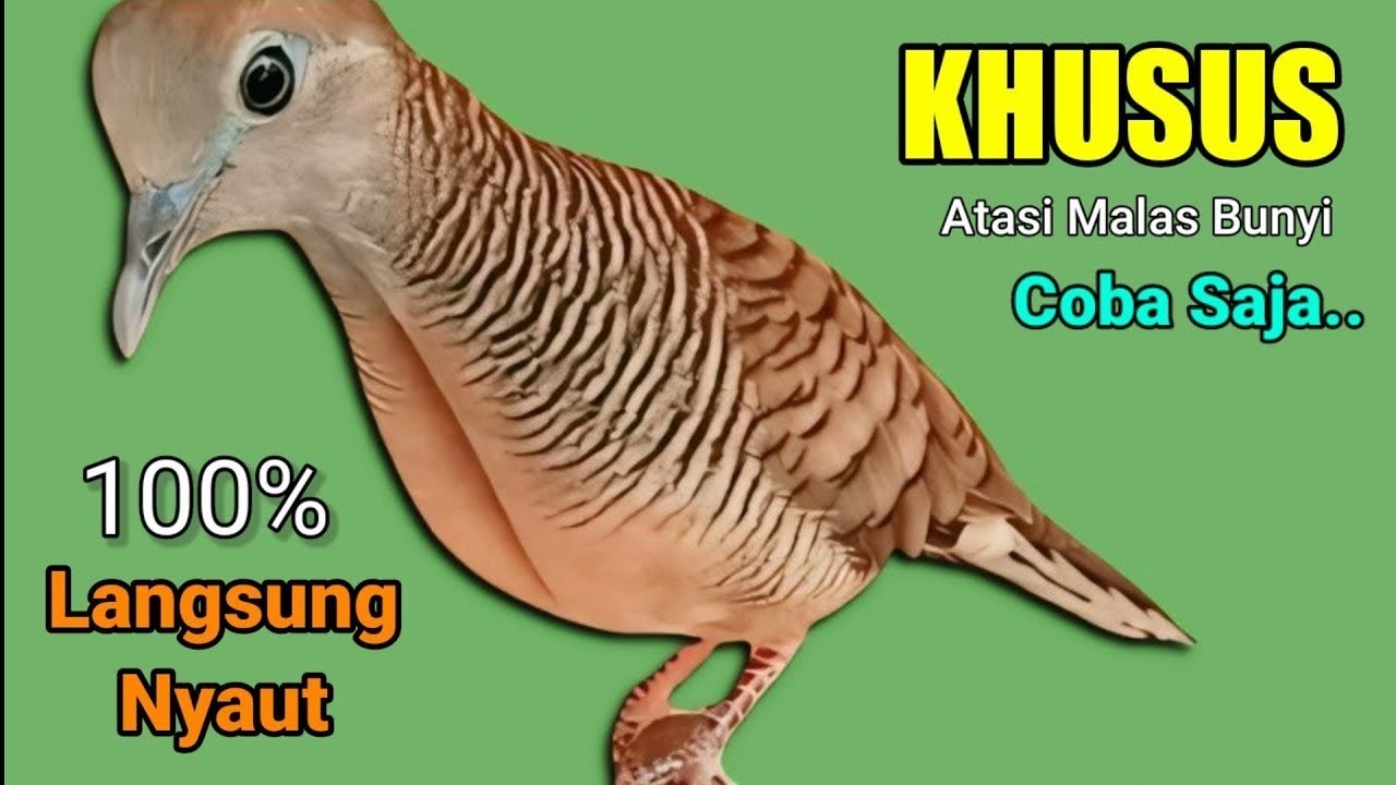 PERKUTUT GACOR suara merdu || ampuh MEMANGGIL LAWAN BUNYI emosi manggung