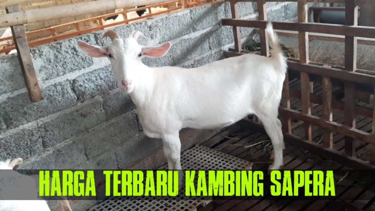 Harga Terbaru Kambing Sapera | Kambing Perah