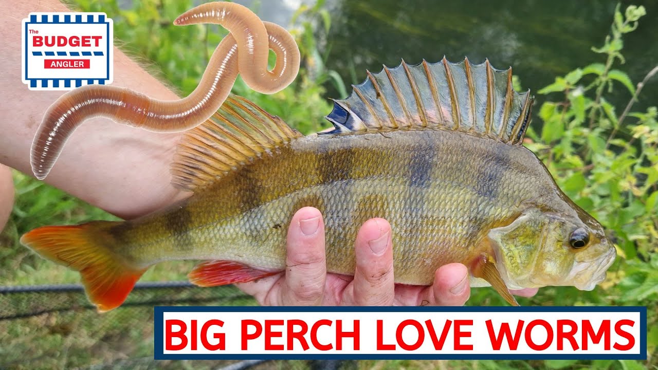 Drop Shotting with Worms for Perch
