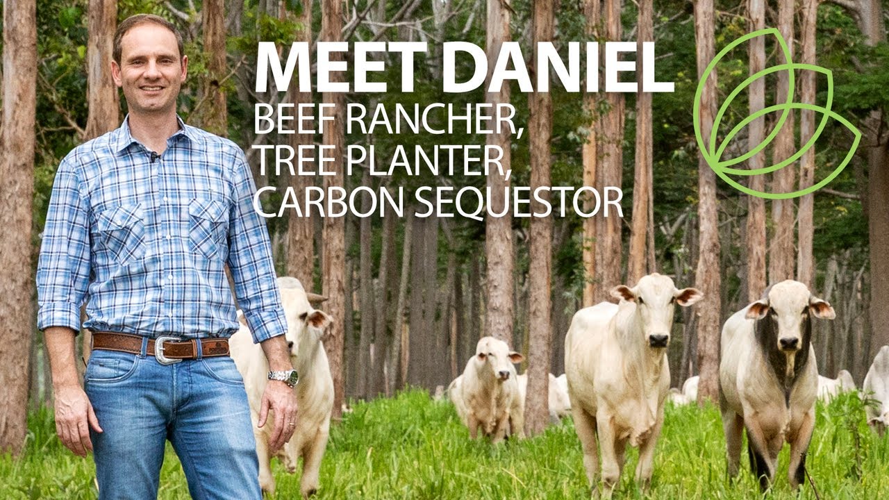 Silvopasture - How raising beef cattle and trees together can help the planet