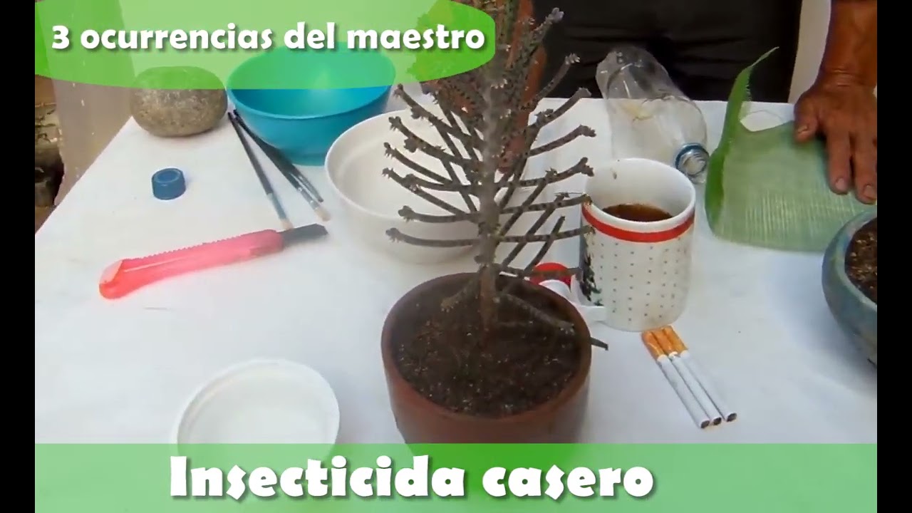 3 ocurrencias del maestro