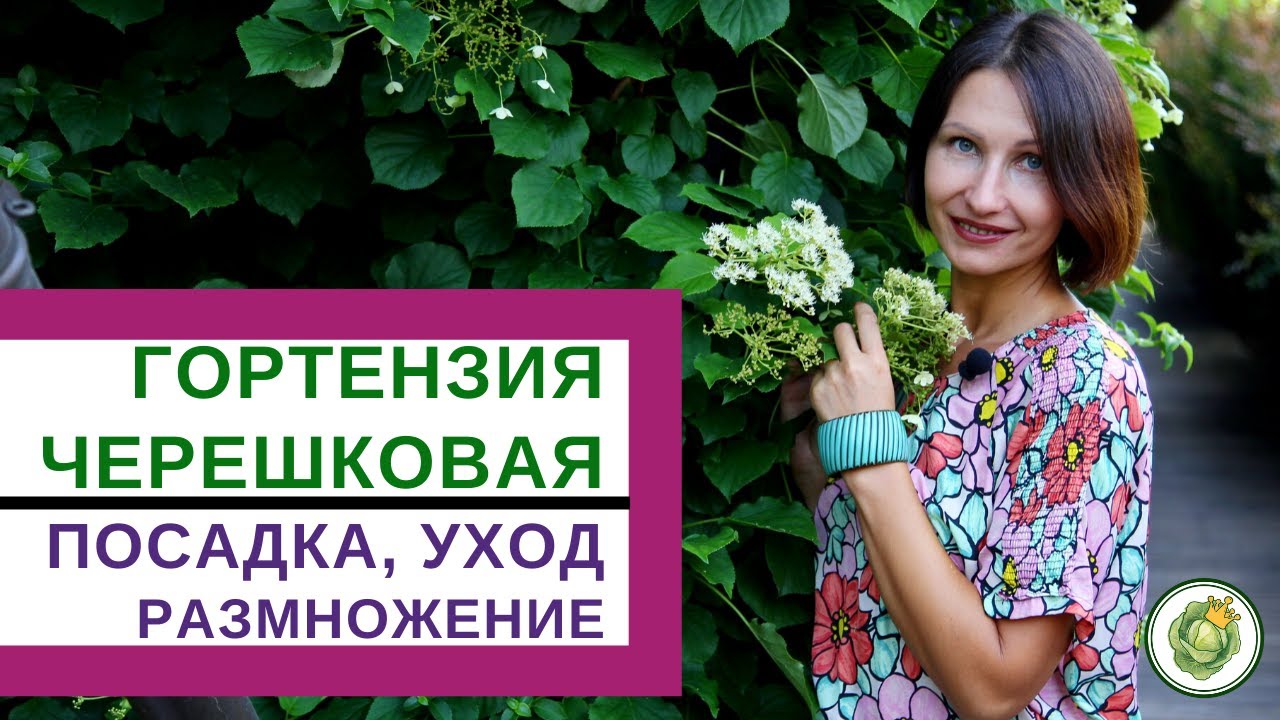 ГОРТЕНЗИЯ ЧЕРЕШКОВАЯ - прекрасное растение для вертикального озеленения//особенности посадки и ухода