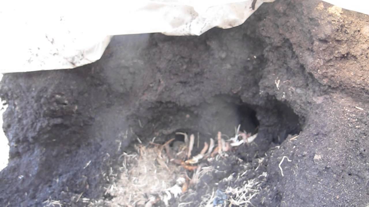 Rattus rattus на Белой Горе в торфяной куче