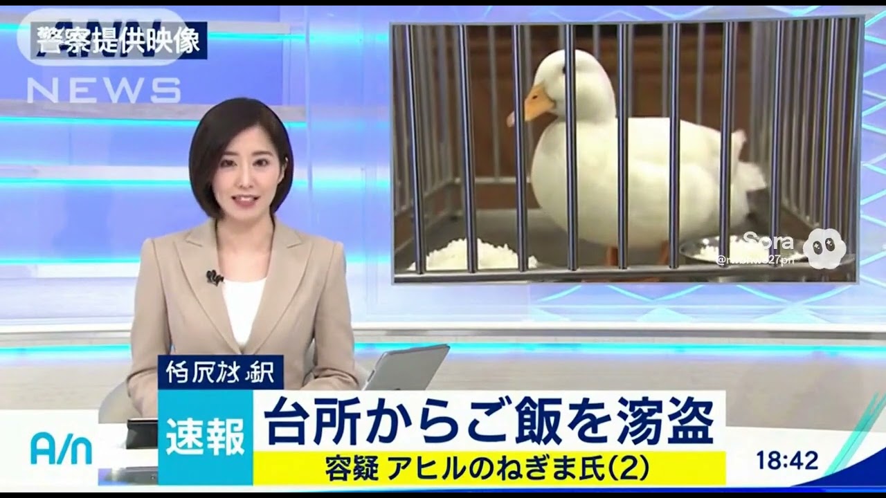 我が家のアヒルが、、、、