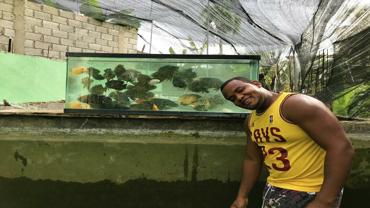 los peces oscar del estanque se están volviendo unos monstruos