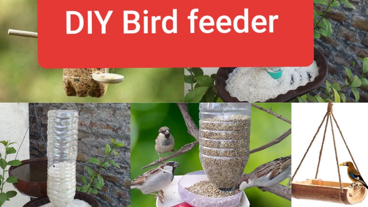 How to make bird feeder 🐦🐥🕊🦅 बहोत आसानी से बनाये bird feeder 