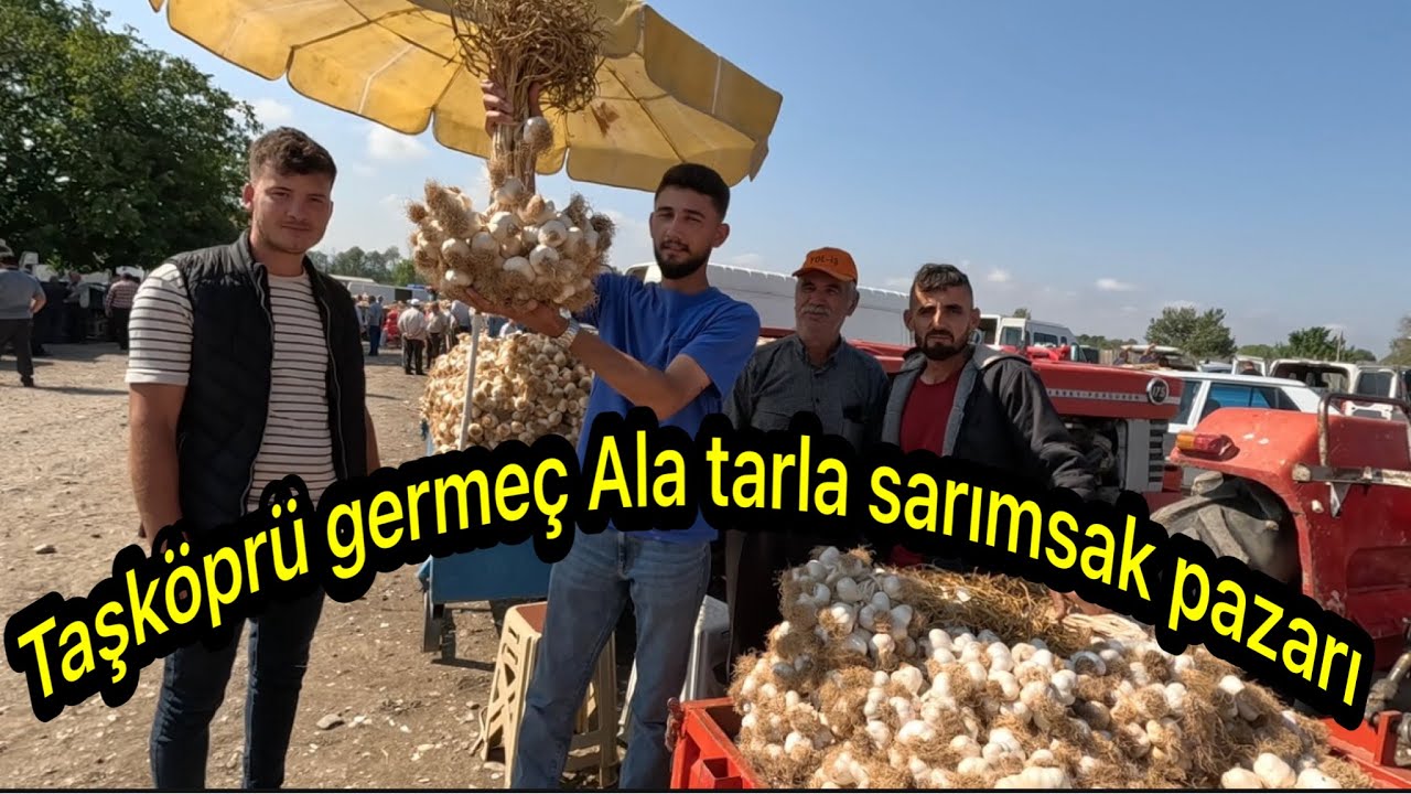 Kastamonu Taşköprü germeç ala tarla haftalık güncel sarımsak fiyatları 29/08/2024 🧄