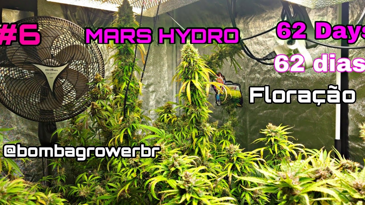 MARS HYDRO | 62 DIAS DE FLORA&Ccedil;&Atilde;O, CULTIVO INDOOR TS3000 VS TSL 2000 LED