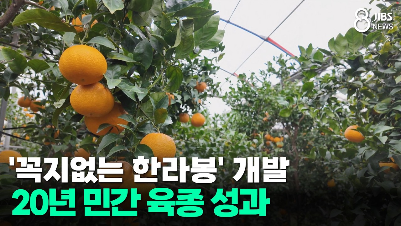 '꼭지없는 한라봉' 개발..20년 민간 육종 성과/JIBS/제주/2026.02.26