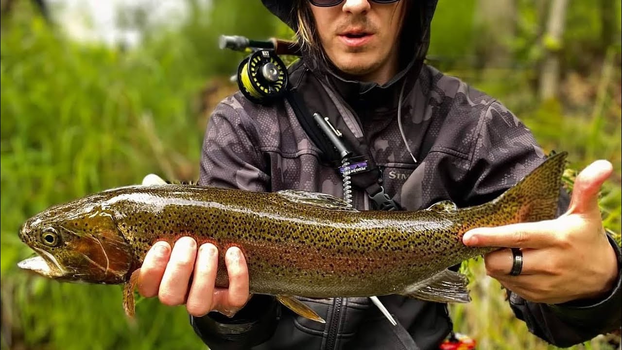 Fly Fishing for HUGE Rainbow Trout in Alaska