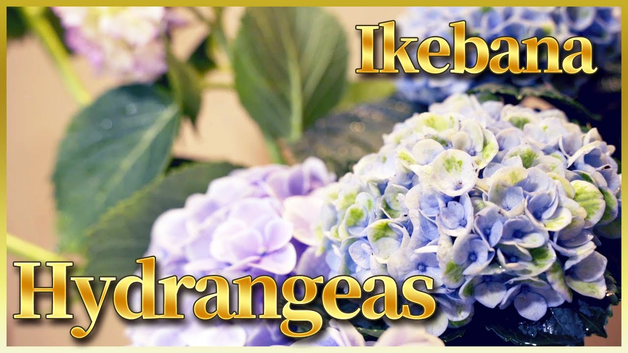 Ikebana Performance | An Ikebana Artist Did His Best to Arrange Hydrangeas and This Happened!!