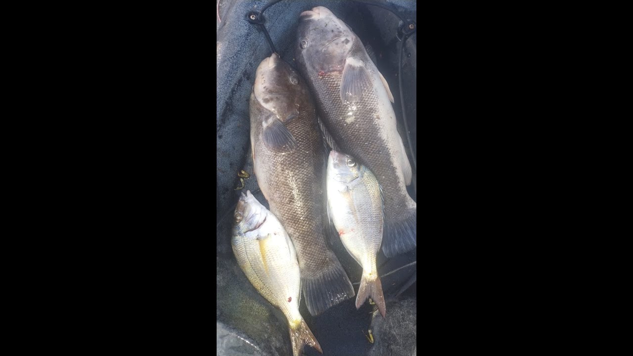 Blackfish Fishing Jamaica Bay Some Beautiful Fish