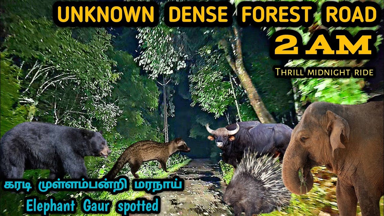 அடர்வன காட்டுப்பாதையில் நள்ளிரவு 2 மணிக்கு ஒரு திகில் பயணம் Kotagiri to Mettupalayam midnight ride 