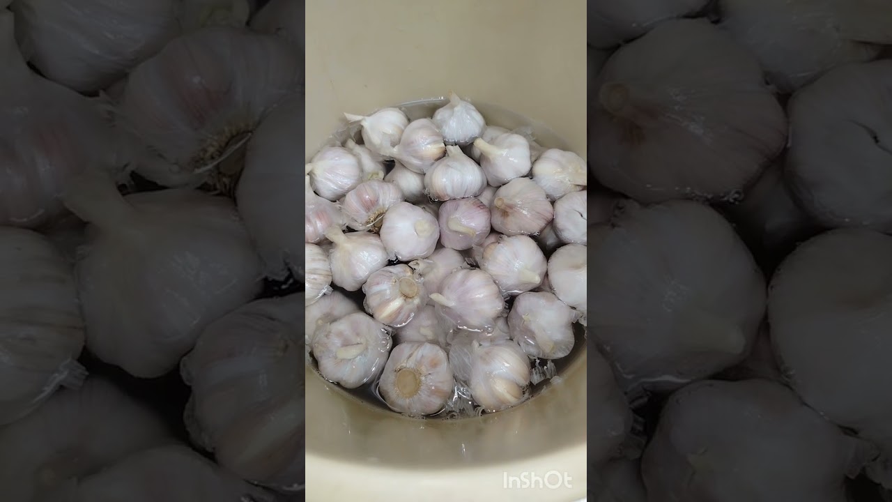 Самбусара ноболигш 🤣 🤣 🤣 
