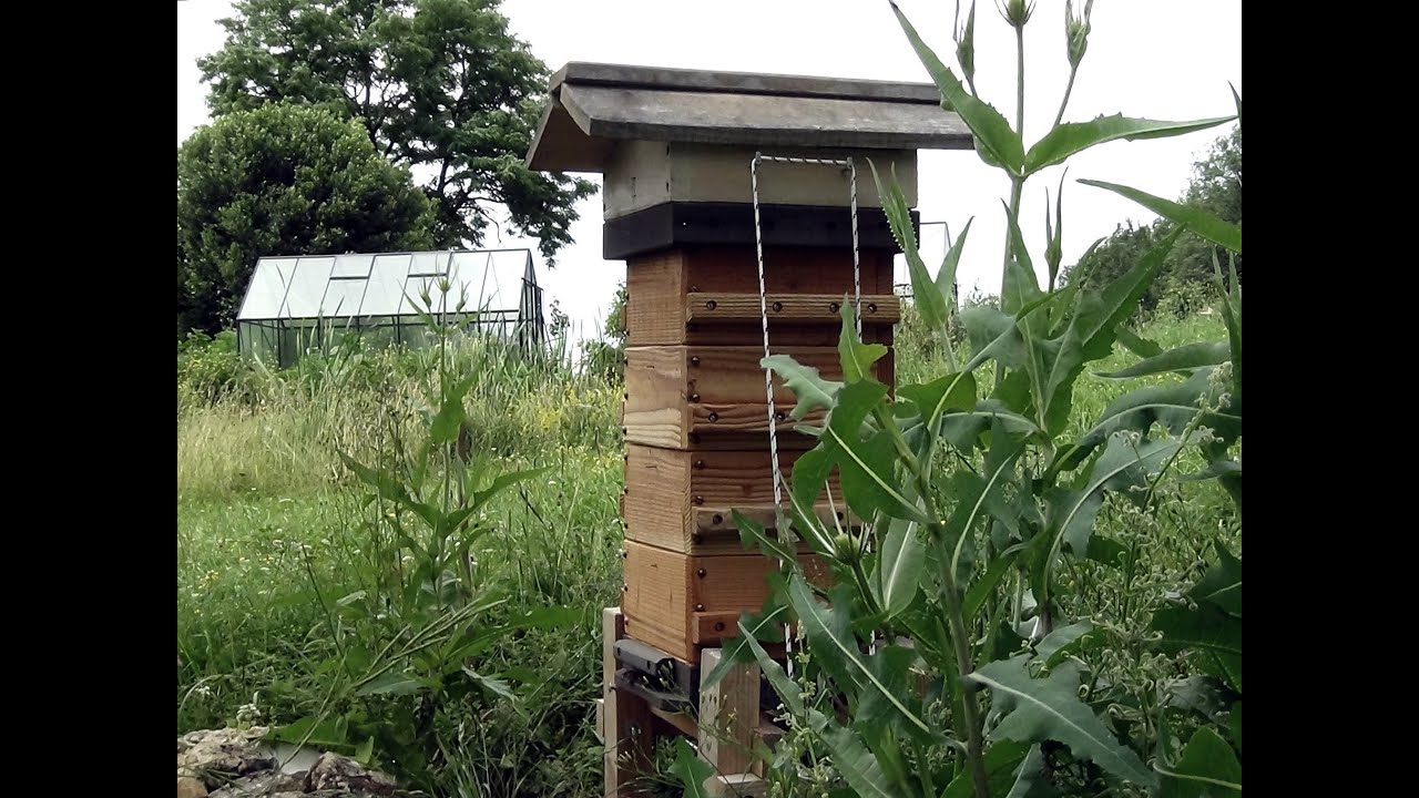 Keine Varroabehandlung und totaler Wildbau! Behandlungsfreies Imkern in der japanischen Beutenform