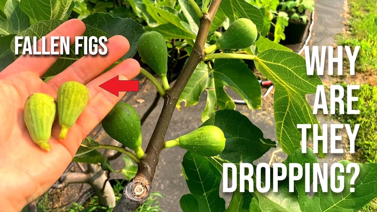 Fig Trees: 