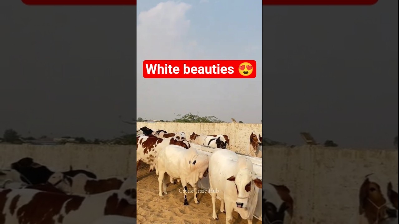 Northernbypass mandi 2026 Update Today | Karachi Cow Mandi Update #cow #bull #shorts