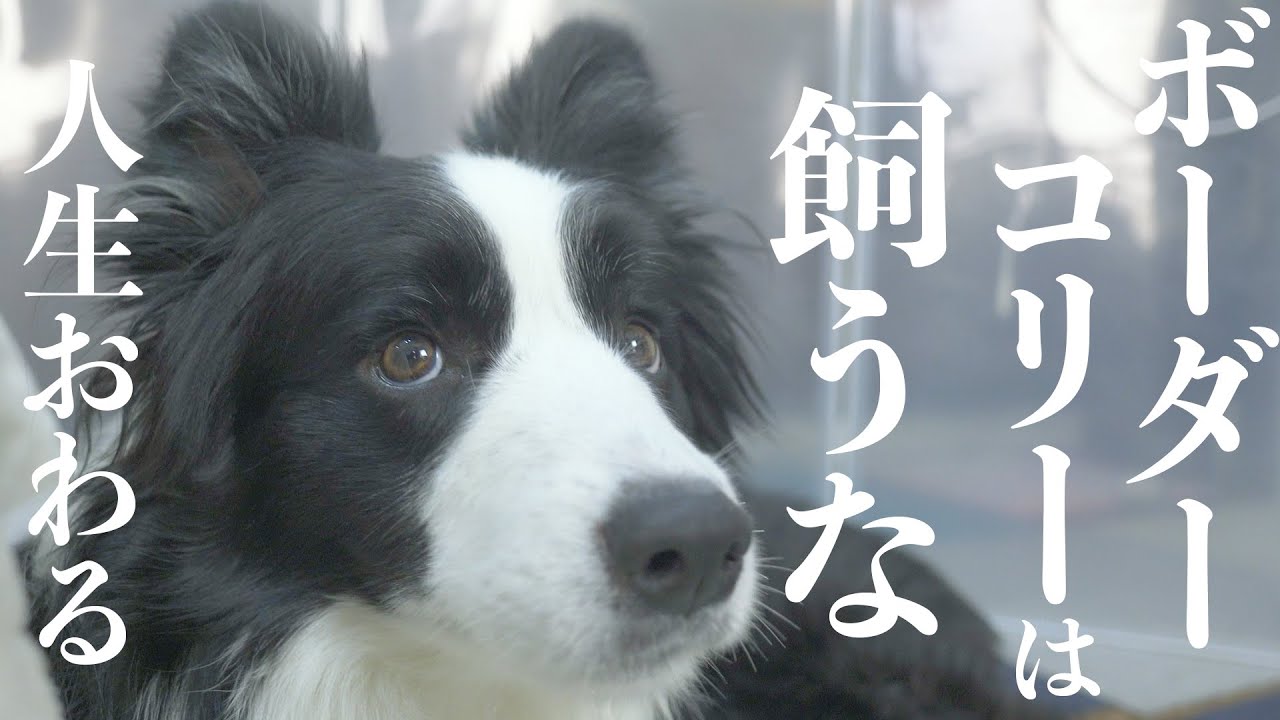 【100万回再生突破】こんな人はボーダーコリーを飼わない方が良いよ【ボーダーコリーを飼うのに向いてない人の5つの特徴】