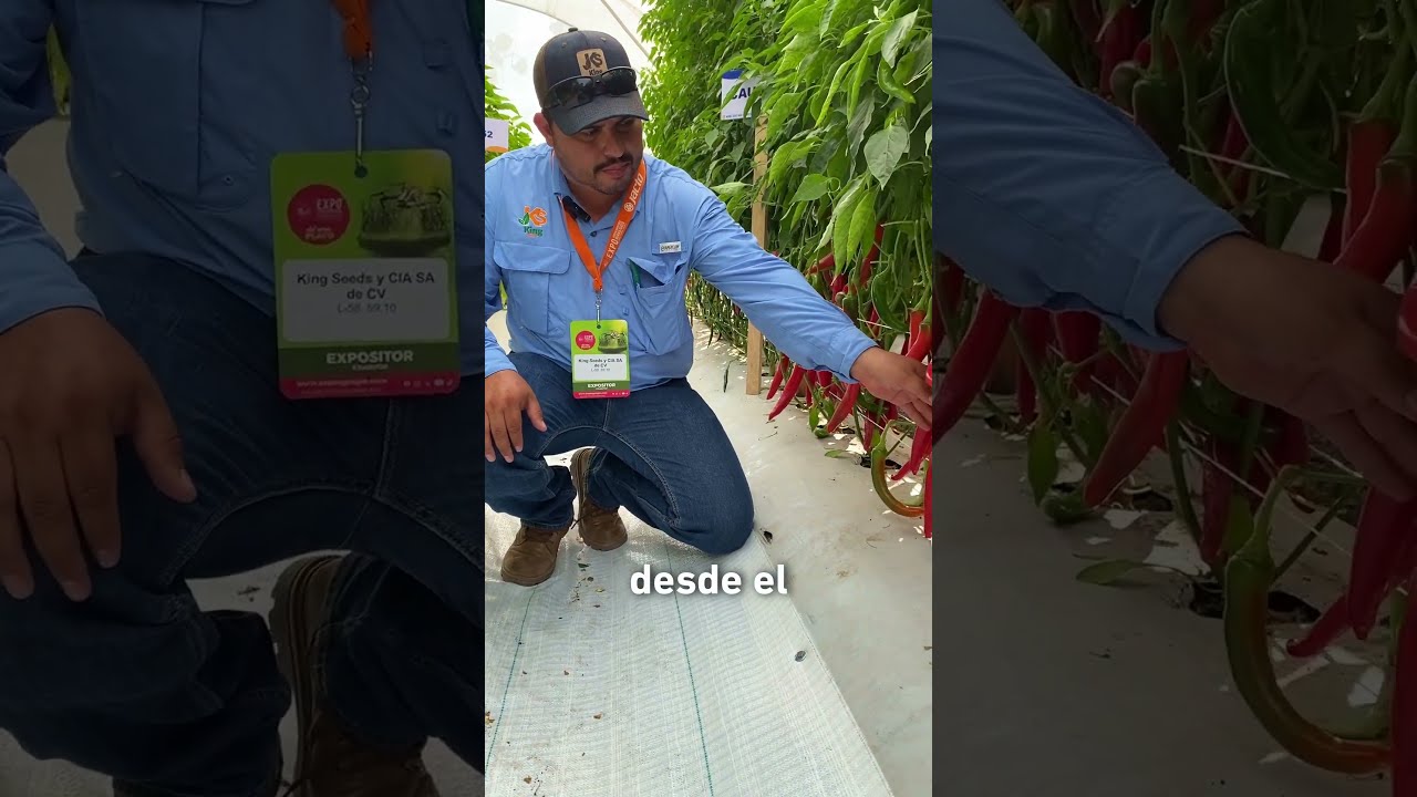 Conoce chile guajillo Fuerte 🌶️💪🏼 #agricultura  #semillasdecalidad #SiembraKingSeeds #ChileGuajillo
