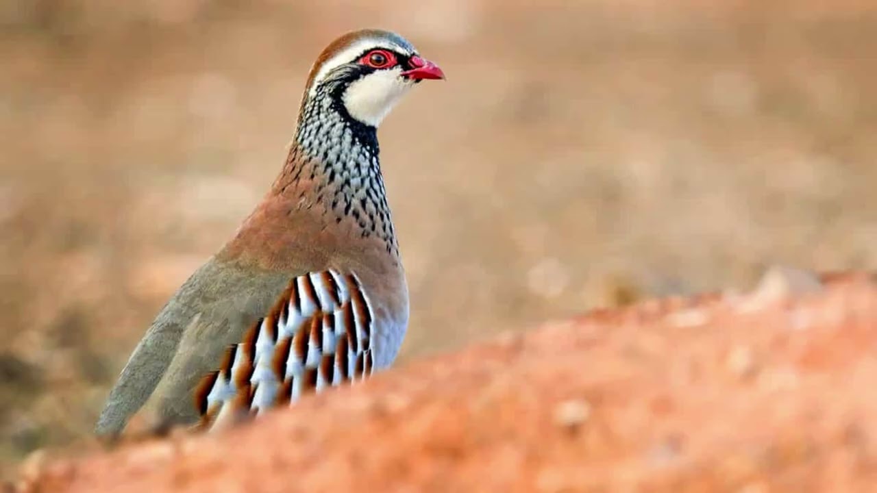 Chukar Partridge Call for Hunting | Real Bird Sound