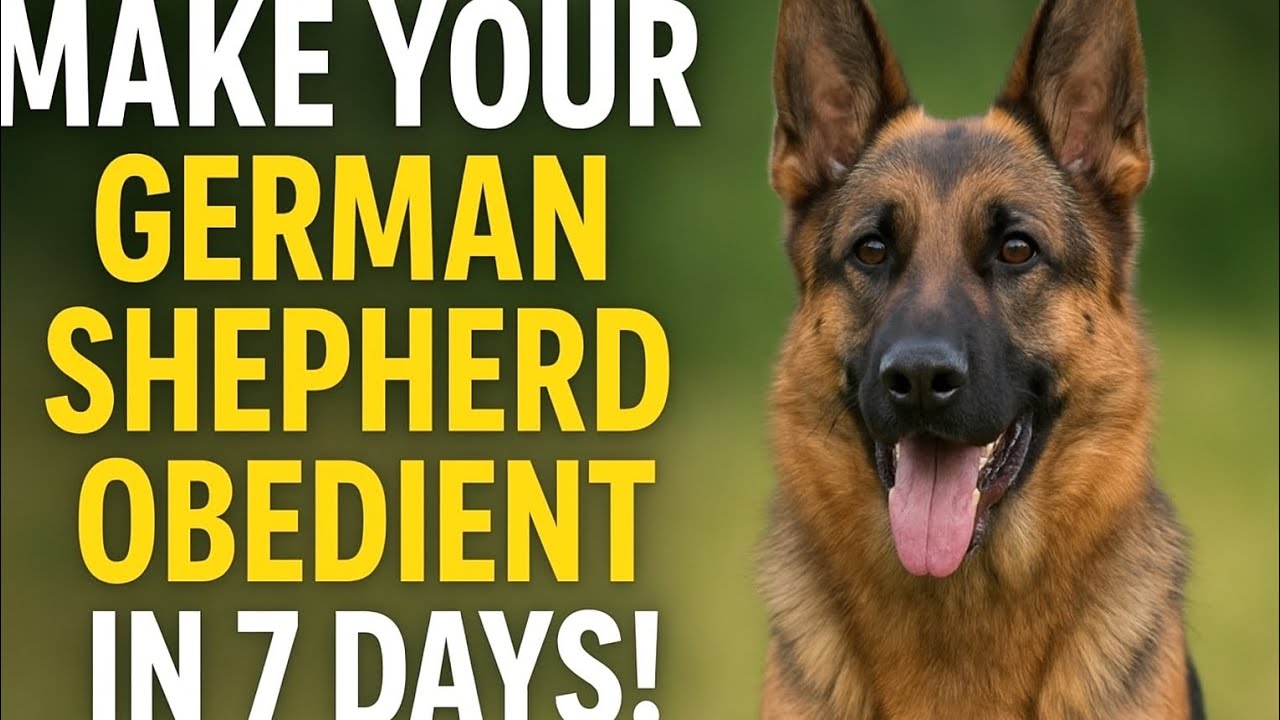 Make Your German Shepherd Obedient in 7 Days | Fast & Easy Training Guide