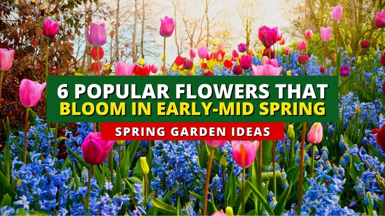 6 Popular Flowers That Bloom in Early - Mid Spring 🌻🌿🍃