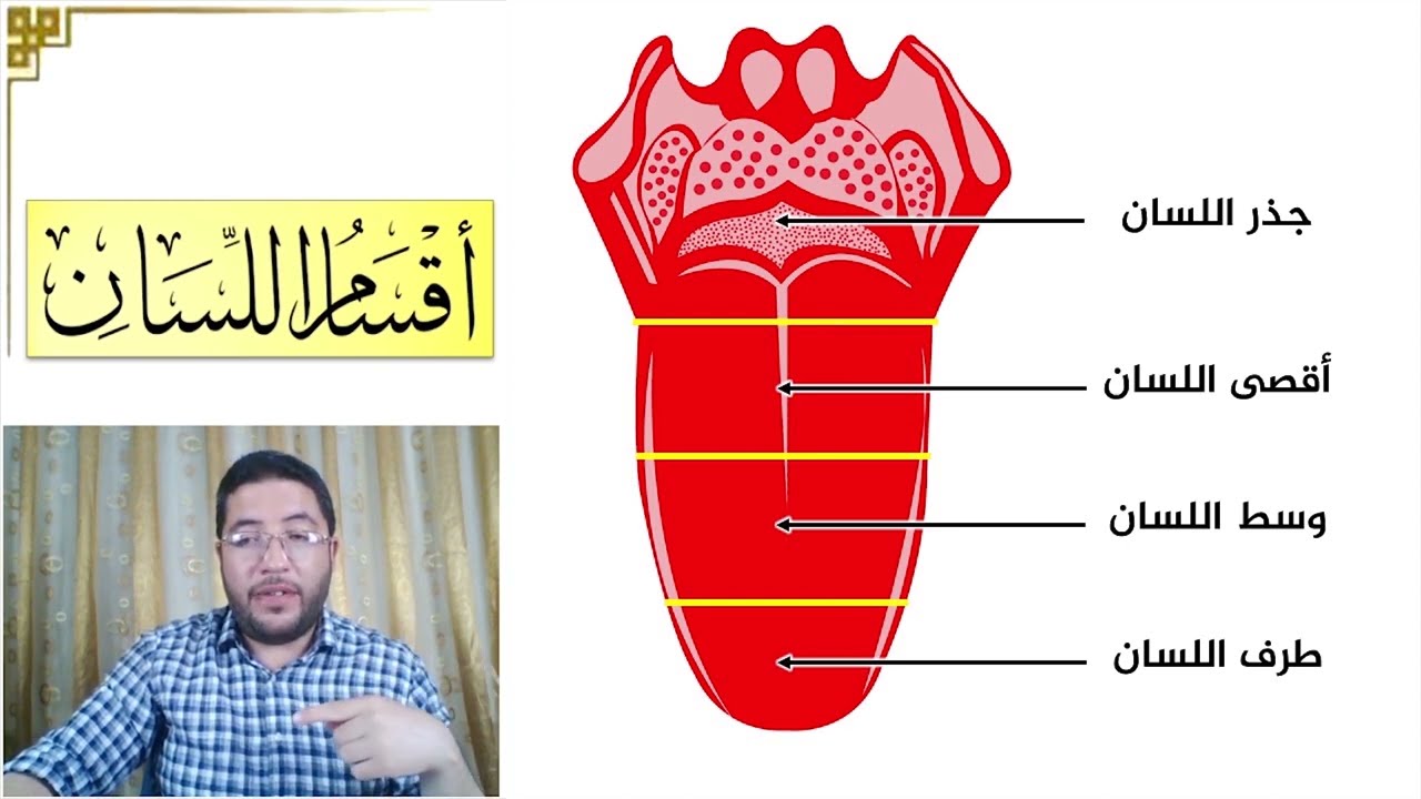 ما أقسام اللسان؟ وما الفرق بين ظهر اللسان وبين حافة اللسان؟