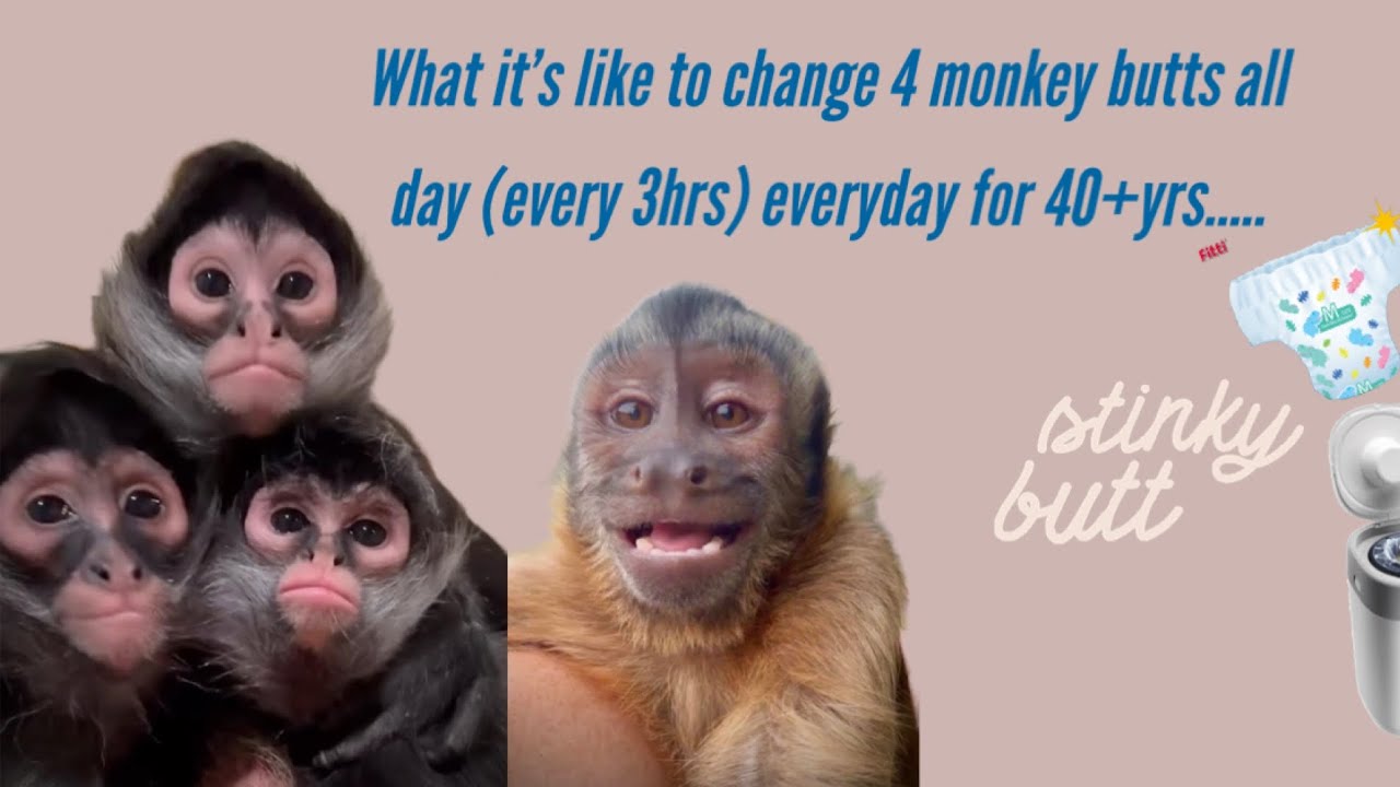 Changing 4 monkeys diaper all day everyday for 40+ years !!