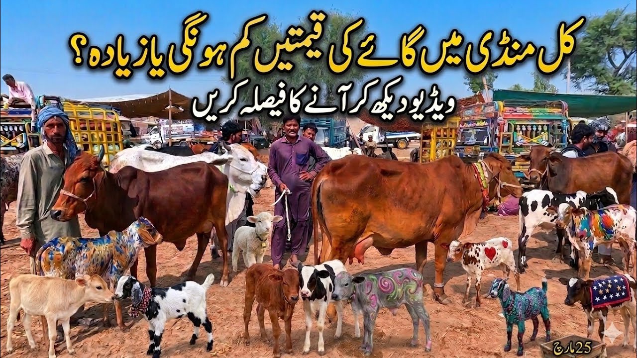 Kal Mandi Main Cows Sasti Hongi Ya Mehngi? Sab se Bari Update! 😱 Luddan Cows Mandi Price Update