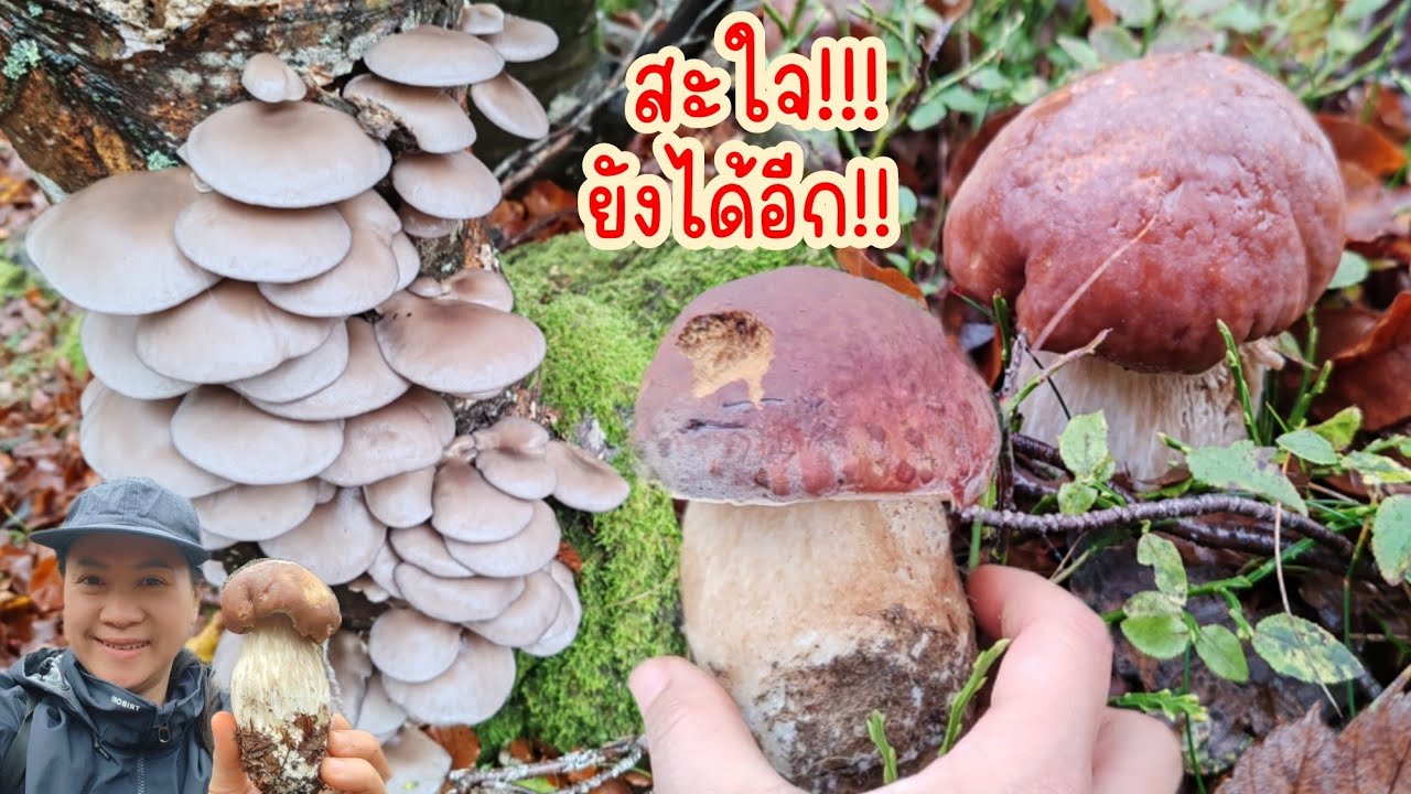 โอ้โห​!!​ได้เห็​ดงามๆกลับบ้านอีกแล้ว​.Ep149|2024