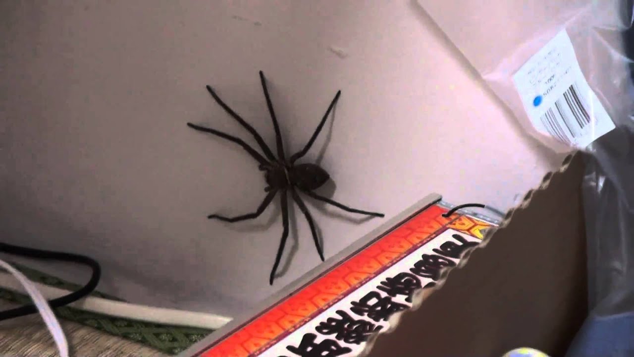 アシダカグモ　現れる  【huntsman spider has appeared (Heteropoda venatoria) 】
