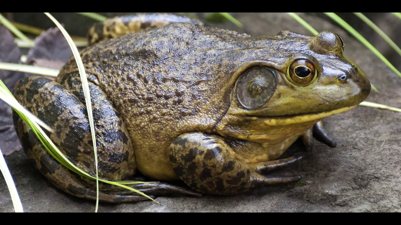 Ohio Frog Calls ID Quiz