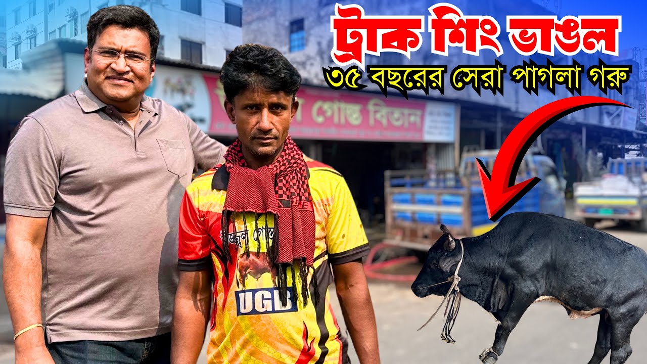 ৩৫ বছরের জীবনে এমন পাগলা গরু দেখেননি! 😱 | Ujjal Gosto Bitan Mirpur 11 | Rajshahi City Haat Cow 