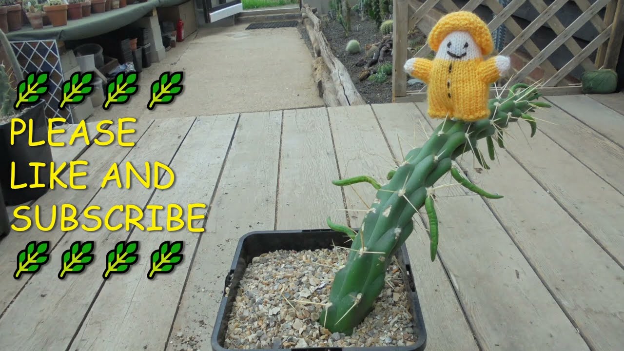 Rooting Eve's Needle Cactus 🌵🌵🌵 #captainneemoil