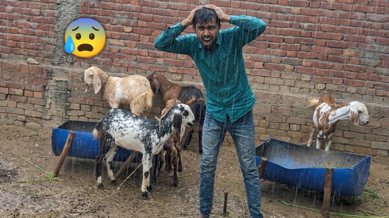 Barish Main Bakri Preshan Ho Gia 🥹 Pet's vlogs ❤️@shehrmaindihat 