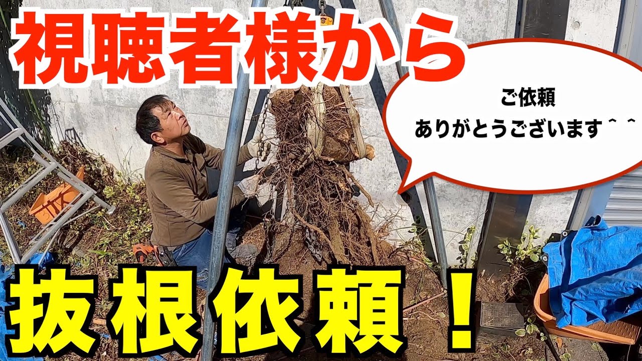 視聴者様から抜根のご契約いただきました＾＾【庭師　YouTube　見積依頼　ご契約】