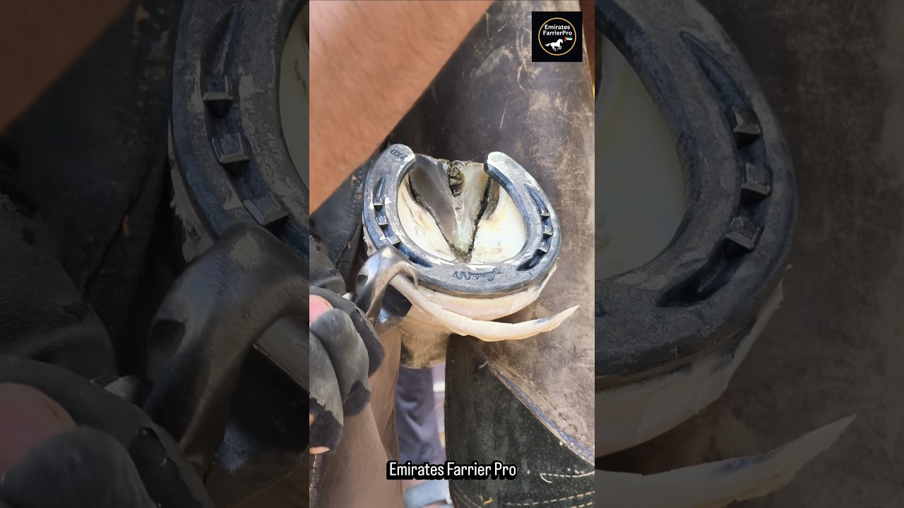 &ldquo;Real sound of perfection 🔊✂️Hoof cutting at its best!&rdquo; #farrier #horsecare #satisfying #farrierlife