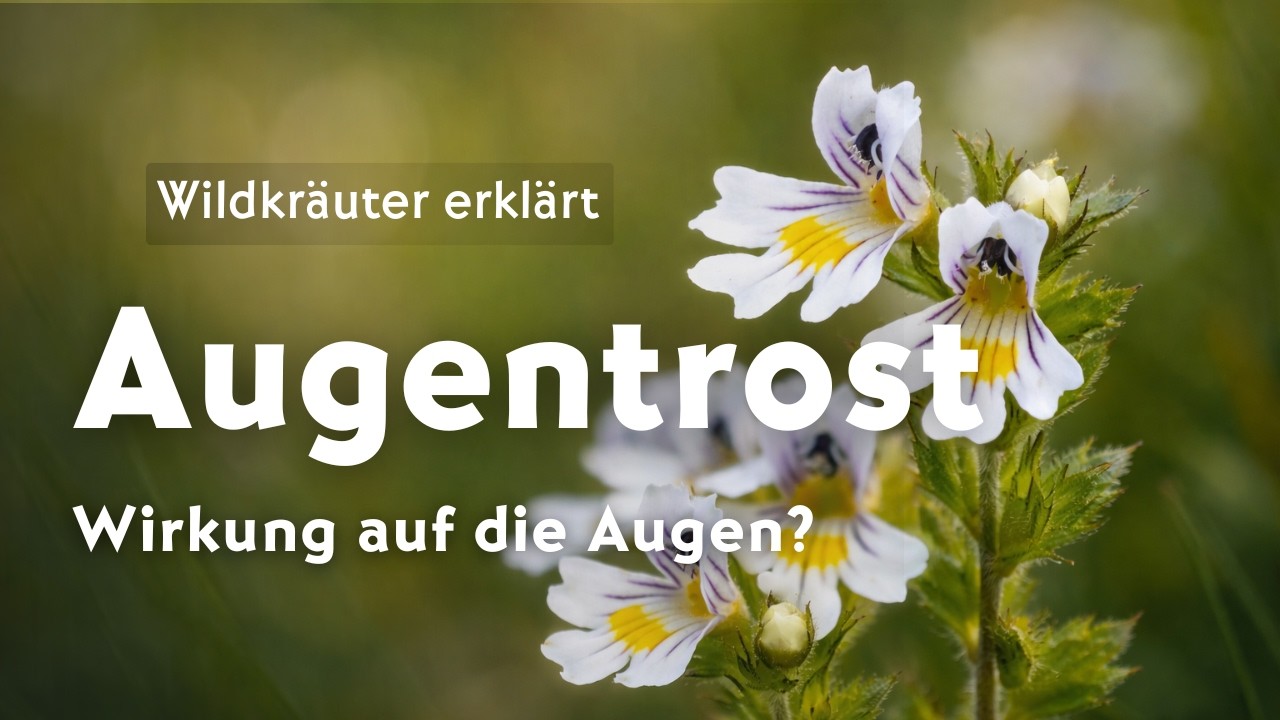Augentrost (Euphrasia) – Wirkung auf die Augen? Botanik & Forschung | Wildkräuter einfach erklärt