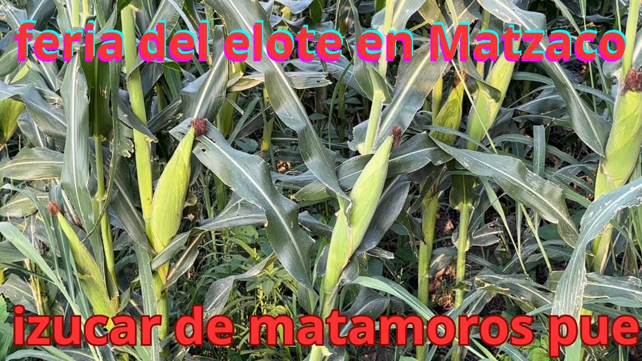 feria del elote en Matzaco Izúcar de Matamoros puebla