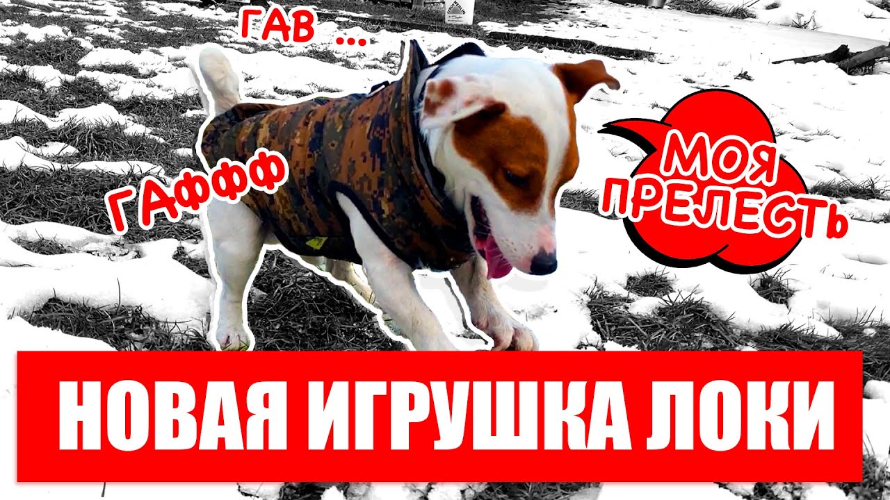 ЛОКИ БОБО играет сам 😲  с новой игрушкой  🐾   Дог влог