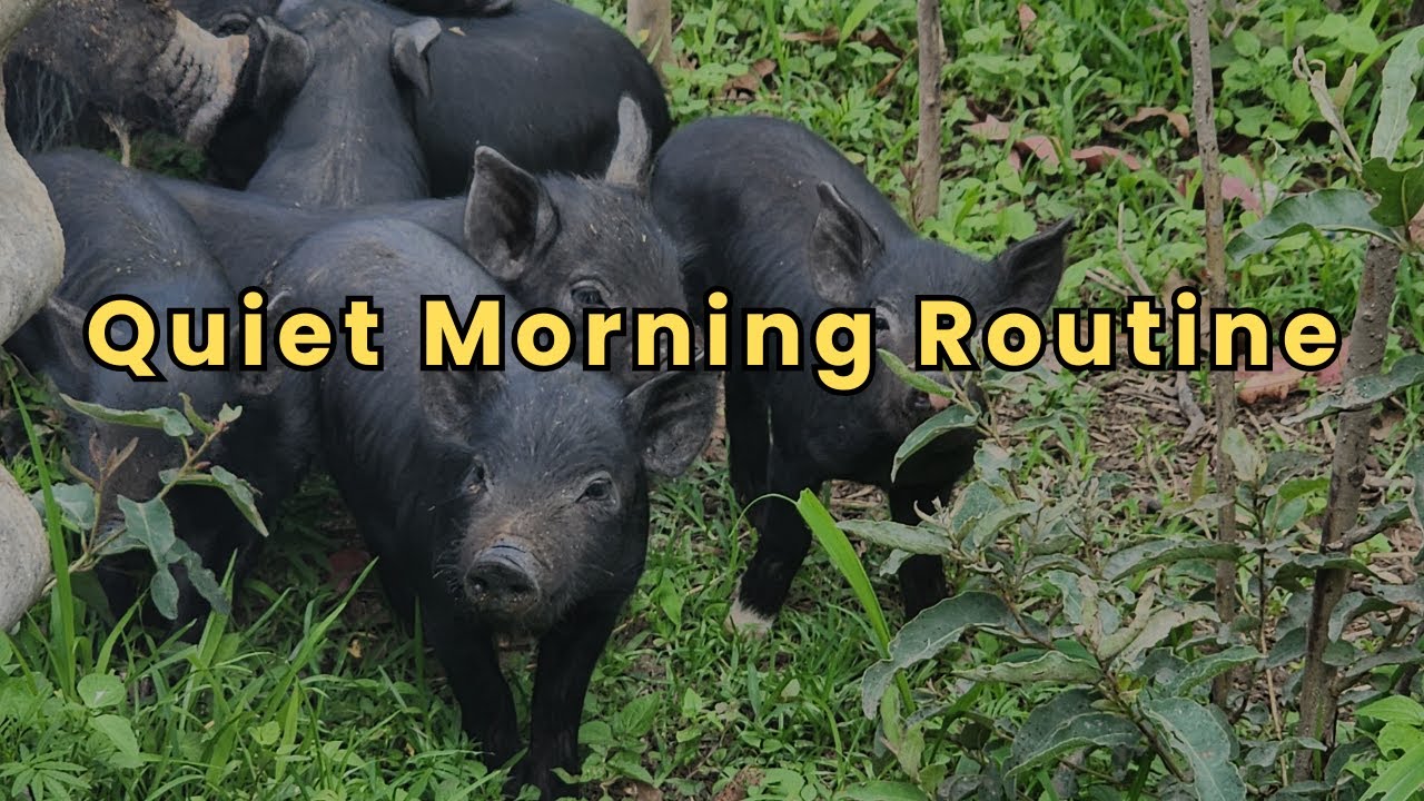 A Quiet Morning Routine on our Zimbabwean Homestead