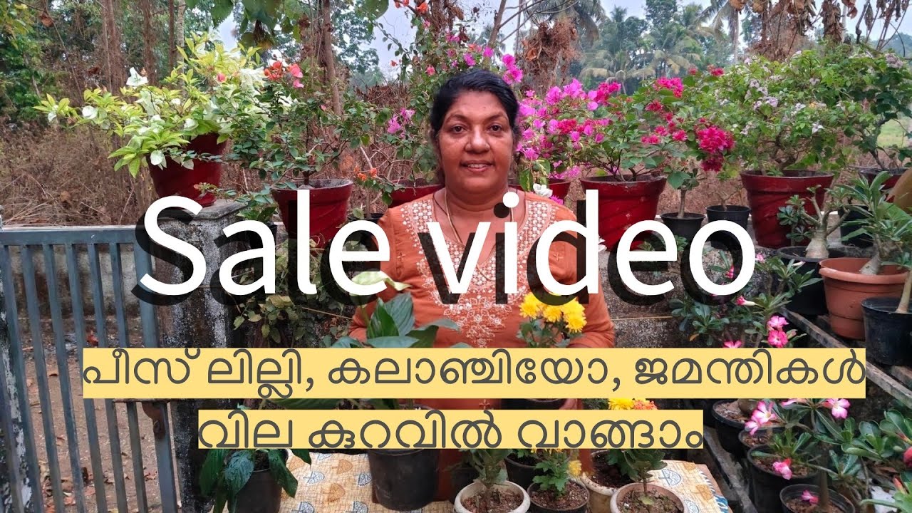 പീസ് ലില്ലി, കലാഞ്ചിയോ, ജമന്തികൾ വില കുറവിൽ വാങ്ങാം #aniesdreamworld #sale 