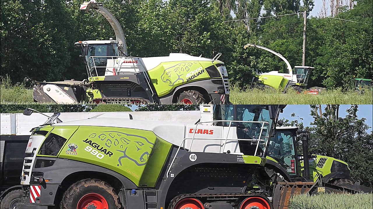 3 CLAAS Jaguar 900 (502) in action - Gruppo Nodari & Zanardelli - Trinciato triticale 2024