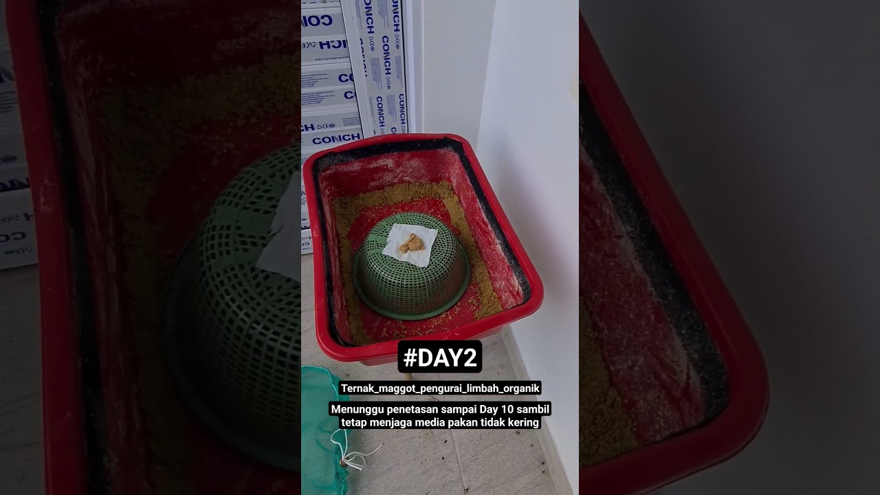 #Day2 Ternak Maggot(Pengurai Limbah Organik) #maggot #ternakmaggot #pakan  #sampahorganik #lalatbsf