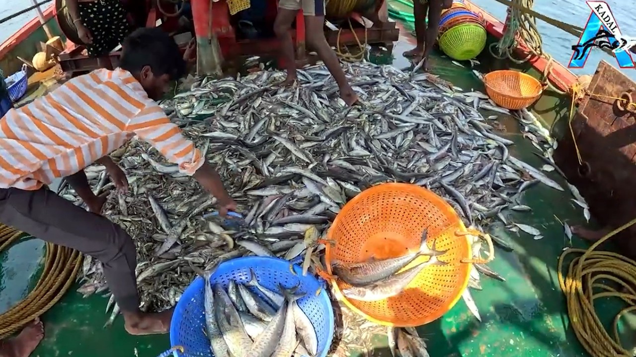 “Huge Net Full of Sardines – Incredible Catch” | “Ocean Harvest – Giant Sardine Catch by Fishermen”