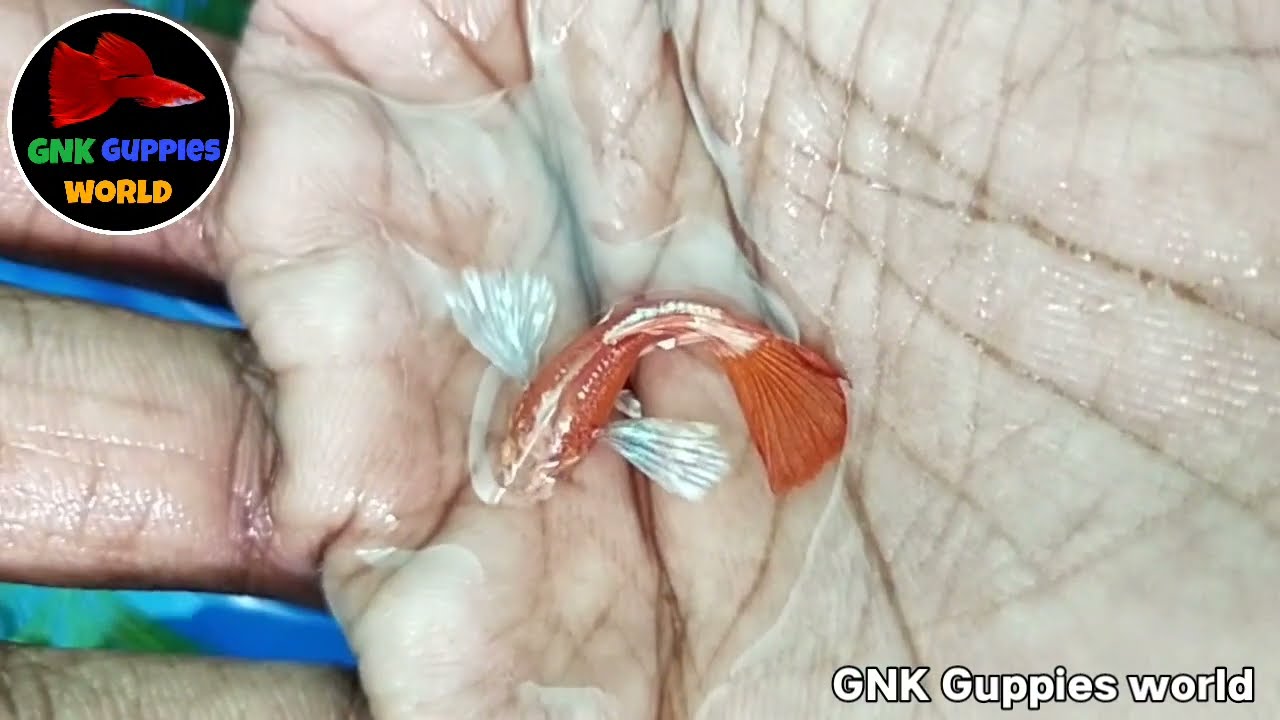 unboxing New strain /Albino Full Red white ear guppies