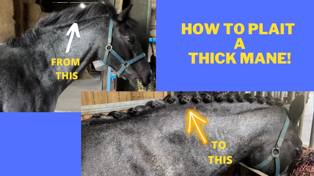 How to plait a horse with a thick mane